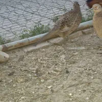 انواع محلی و زینتی