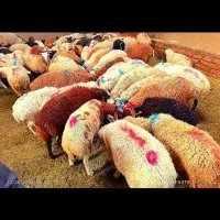 باهرتوان مالی خریدکنید/گوسفندزنده/کم چربی پرگوشت
