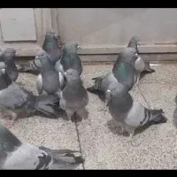 کبوتر سبز شمرونی|پرنده|مشکین‌دشت, |دیوار