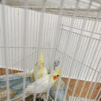 جفت عروس هلندی مولد