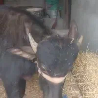 گاومیش‌نر‌جس‌عالی فقیر