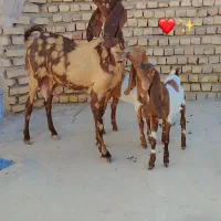 به نام خدا یک راس بزچهل خال جمل زافروشی|حیوانات مزرعه|کاشمر, |دیوار