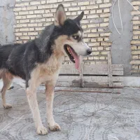 سگ هاسکی