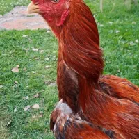 جوجه لاری دارم نسل بالا معاملع میکنم با تخمی