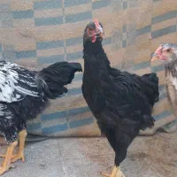 طاقچه مرغ