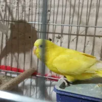 مرغ عشق زیبا در رنگهای مختلف