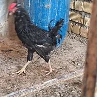 مرغ  تاج سنگی و خروس سیاه وکوکو|حیوانات مزرعه|شیراز, گل سرخ|دیوار