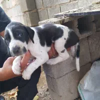 توله سگ شکاری