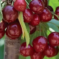 پیش فروش نهال آلبالو بوترمو