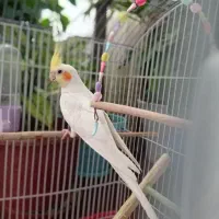 عروس هلندی|پرنده|زیباشهر, |دیوار