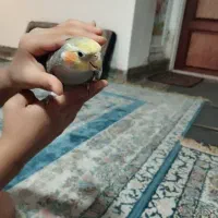 عروس هلندی خیلی دستی