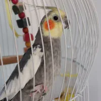 عروس هلندی نر|پرنده|فاضل آباد, |دیوار