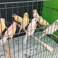 فروش قناری بصورت تک و تعداد|پرنده|ساری, |دیوار