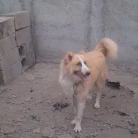 سگ بومی