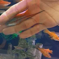 ماهی سوارتل مولد سوپر سایز آکواریوم|ماهی|مشهد, نیزه|دیوار