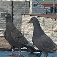 کبوتر سرکه ای پرشی