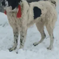 سگ اله گله ای