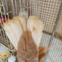 ماده ارده ای دم سفید بهبهانی