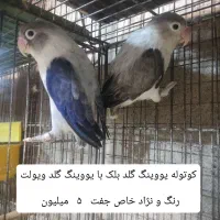 طوطی کوتوله ( برزیلی ) رنگ و نژادهای خاص ..|پرنده|بابل, |دیوار