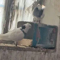 پرشی|پرنده|محلات, |دیوار