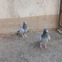 دبر نر دو تا