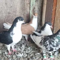سیدی طوقی دمپاک