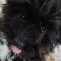 واگذاری سگ (پرورشگاه و سرپناه سگ های خانگی )|سگ|پرند, فاز ۱|دیوار