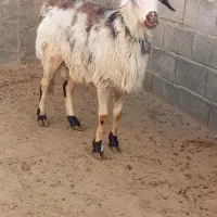 قوچ پلنگی زانوزن|حیوانات مزرعه|گلپایگان, |دیوار