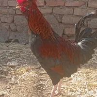 اسباب بازی خروس گلین