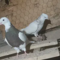 طوقی