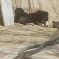 واگزاری توله ۱۰ماه