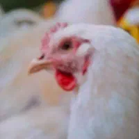 کود مرغ گوشتی درجه یک