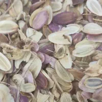 انواع بذر انغوزه شیرین