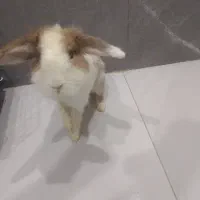 خرگوش