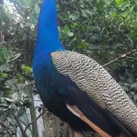 طاووس هندی ومصری