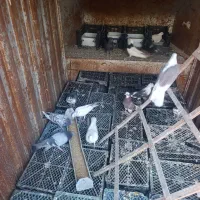 تعدادی کبوتر