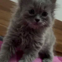 گربه بیریتیش|گربه|قزوین, |دیوار