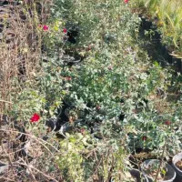 شب بو آلوورا پالم|گل و گیاه طبیعی|دزفول, |دیوار