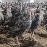 جوجه بوقلمون برنز ۴۰ روزه