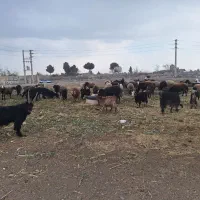 گوسفندمیش بزنربزمعاوضه