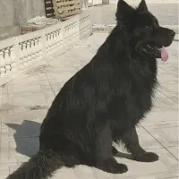 ژرمن موبلند