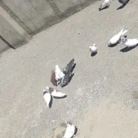 کفتر تهرانی