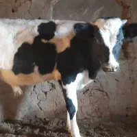 گوساله نر|حیوانات مزرعه|مود, |دیوار