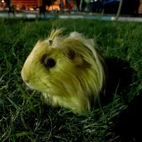 همستر خوکچه هندی