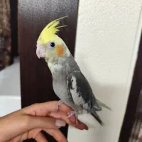 پرنده|پرنده|شاهینشهر, فیض|دیوار