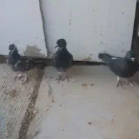 کبوتر دم چتری و جوجه پلاکی|پرنده|شیراز, ماه فیروزان|دیوار