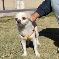 سگ چی واوا جهت کشش