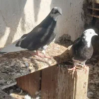 کبوتر شازده|پرنده|گرگان, |دیوار