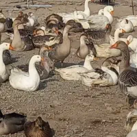 غاز محلی ۱۰۰عدد