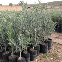 تحویل فوری، قیمت استثنایی، نهال زیتون ممتاز